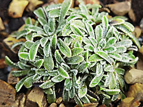 Saxifraga crustata